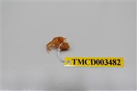 藏品(衛氏毛帶蟹)的圖片